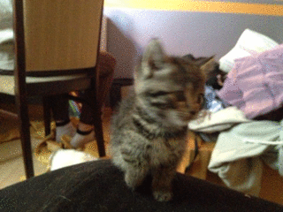 2012-09-16_g_1.gif