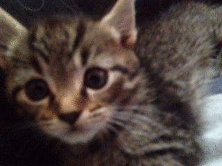 2012-09-16_g_3.gif