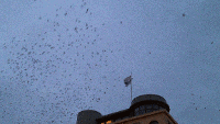 2012-11-29_faglar_lamnar_helsingborg_1.gif