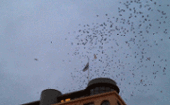 2012-11-29_faglar_lamnar_helsingborg_2.gif
